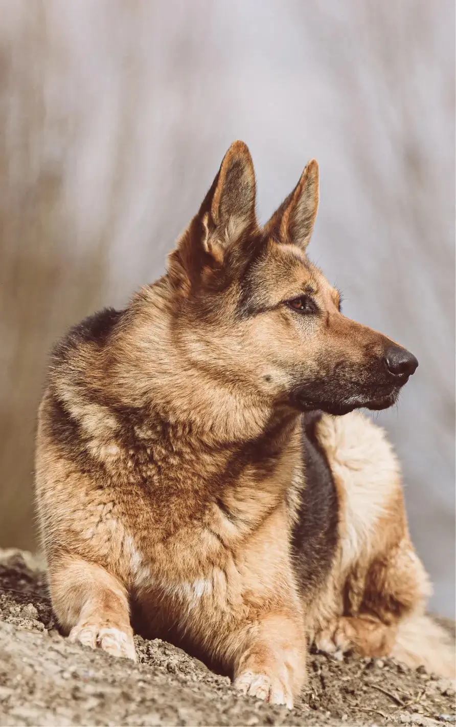 De hond van de Paviljoenhoeve